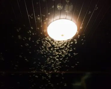 Why Are Insects Attracted To Artificial Lights?