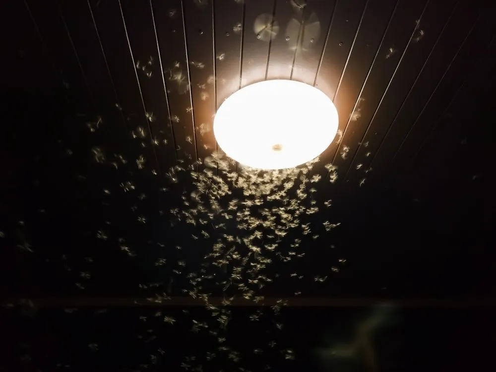 Why Are Insects Attracted To Artificial Lights?
