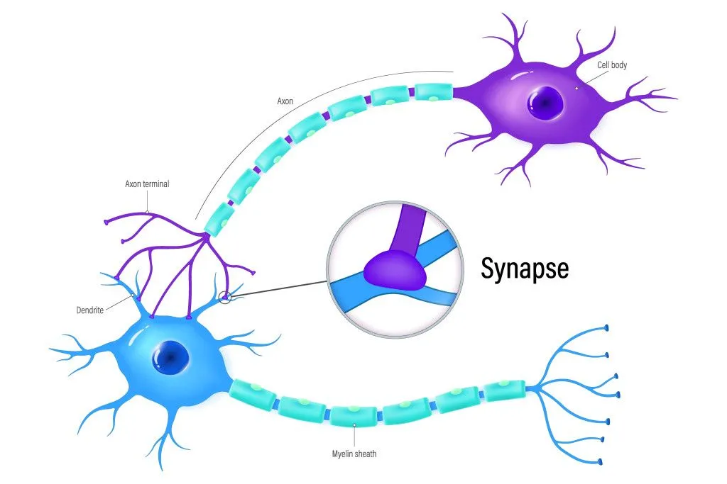 New memories cause structural adjustments in neuronal networks, such as strengthening some synapses and weakening others. (Credits: Dee-sign/Shutterstock)