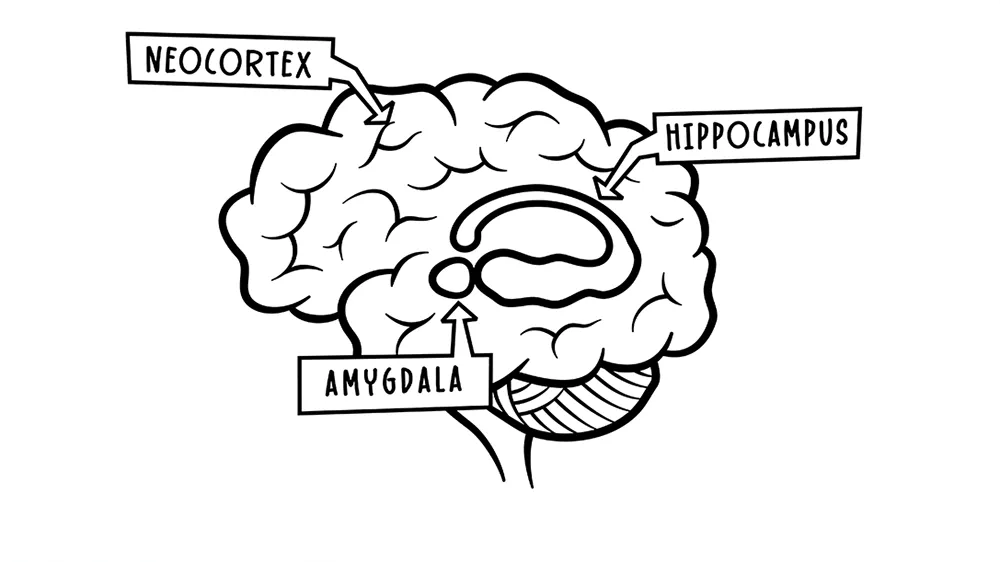 Regions of the brain involved in memory formation and storage (Credits: why_oh_why/Shutterstock)