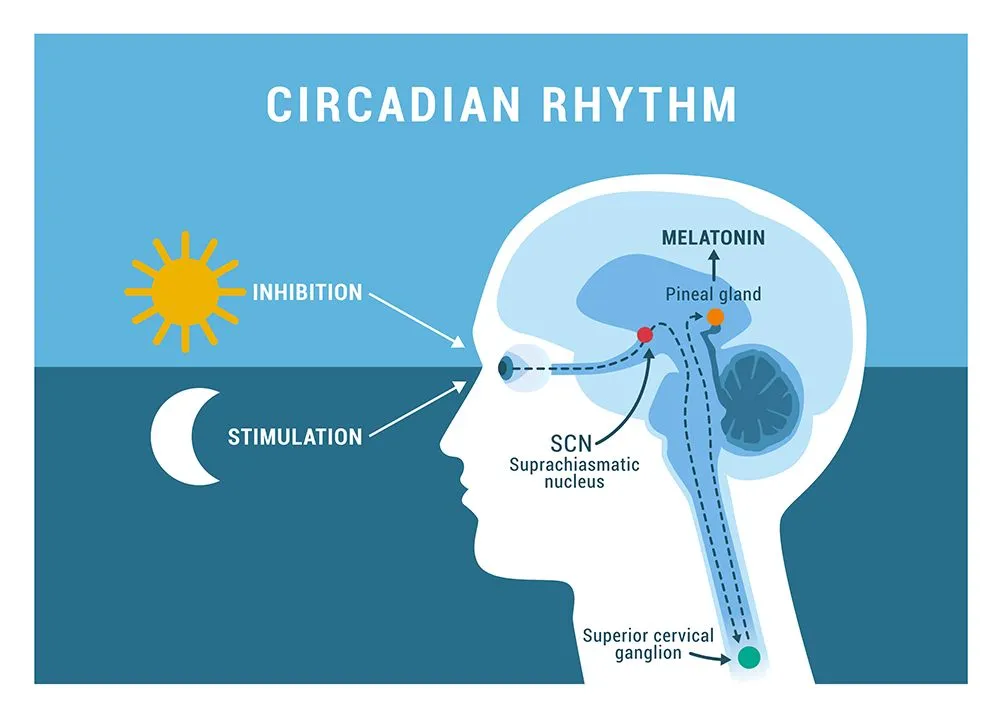 The body’s internal clock resides in the SCN and regulates the sleep cycle through melatonin release. (Credits: elenabsl/Shutterstock)