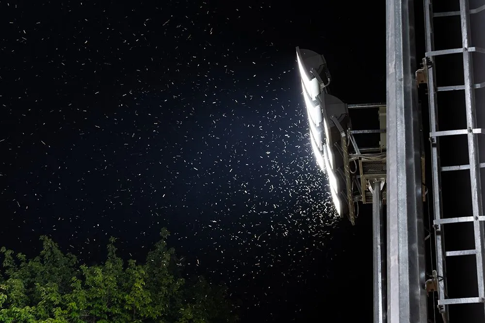 A swarm of insects around a street light. A popular hypothesis suggests that insects confuse the lights for navigational cues. (Credits: varyapigu/Envato Elements)