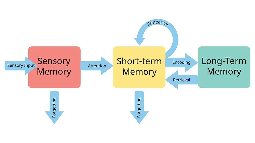 Stages of memory formation (Credits: Piscine26/Shutterstock)