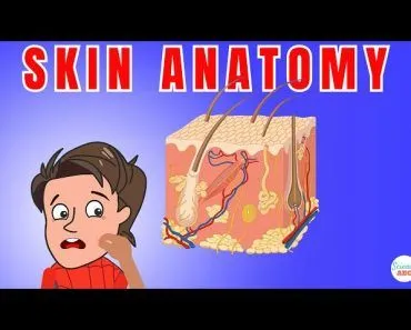 The Integumentary System: Understanding Skin Physiology