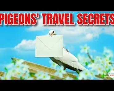How Do Carrier Pigeons Know 'Where' To Go?