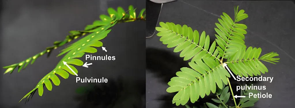 (Credits: VOLKOV, A. G., FOSTER, J. C., ASHBY, T. A., WALKER, R. K., JOHNSON, J. A., & MARKIN, V. S. (2010). Mimosa pudica: Electrical and mechanical stimulation of plant movements. Plant, Cell & Environment, 33(2), 163-173. https://doi.org/10.1111/j.1365-3040.2009.02066.x )