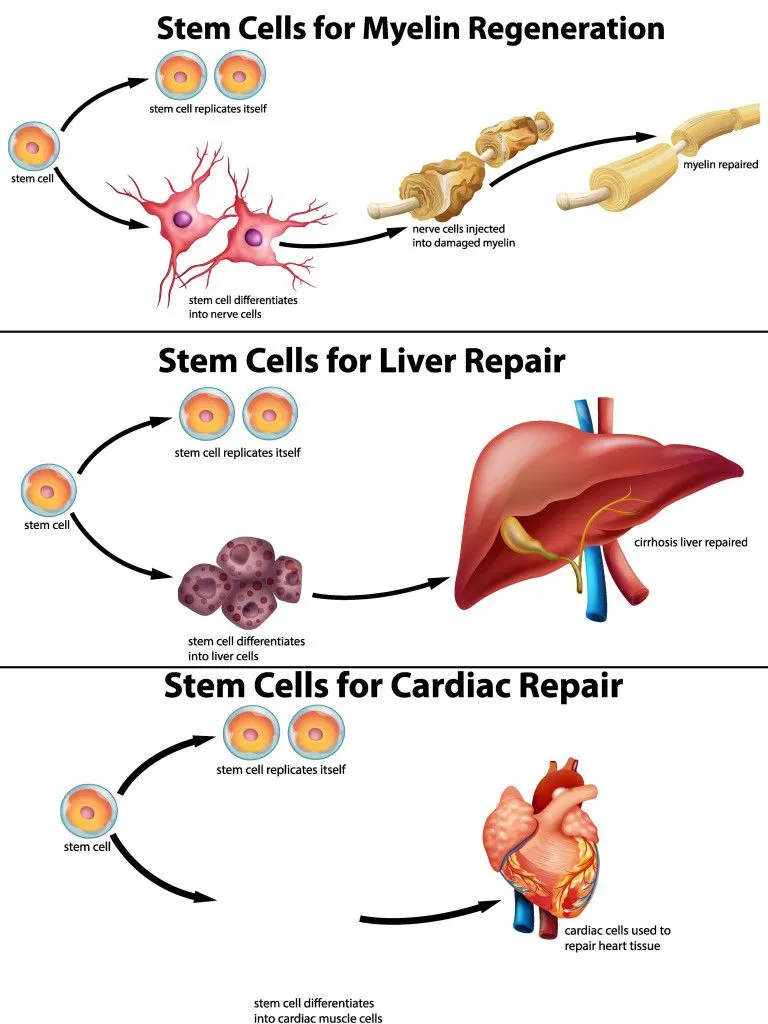 Stem cells can expand and differentiate to become different types of cells in the body, thus allowing regeneration (Credits: BlueRingMedia/Shutterstock)