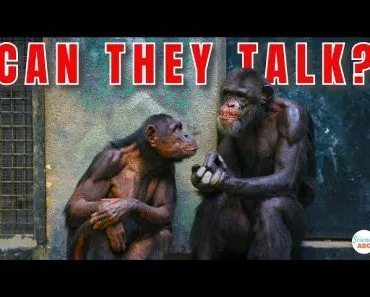 Why Can't Animals Talk Like Humans?