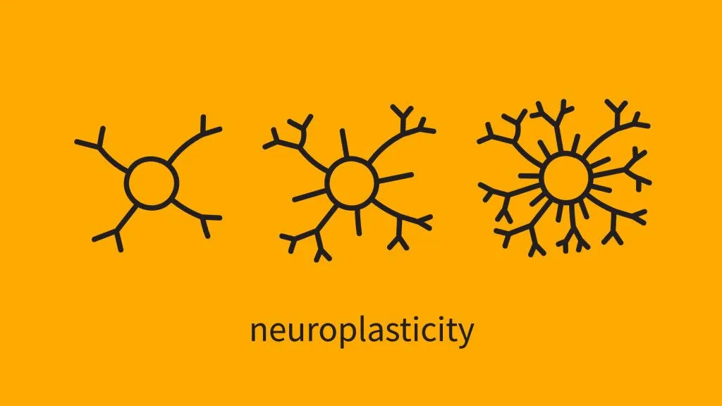 Neuroplasticity allows the brain to form new neuronal connections, causing adaptive structural and functional changes that help in enhancing memory (Credits: Yuliya Chsherbakova/Shutterstock)