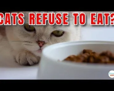 Why Do Cats REFUSE to Eat When There's Still Food in the Bowl?