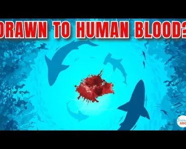 Are Sharks ATTRACTED to 'Human' BLOOD?