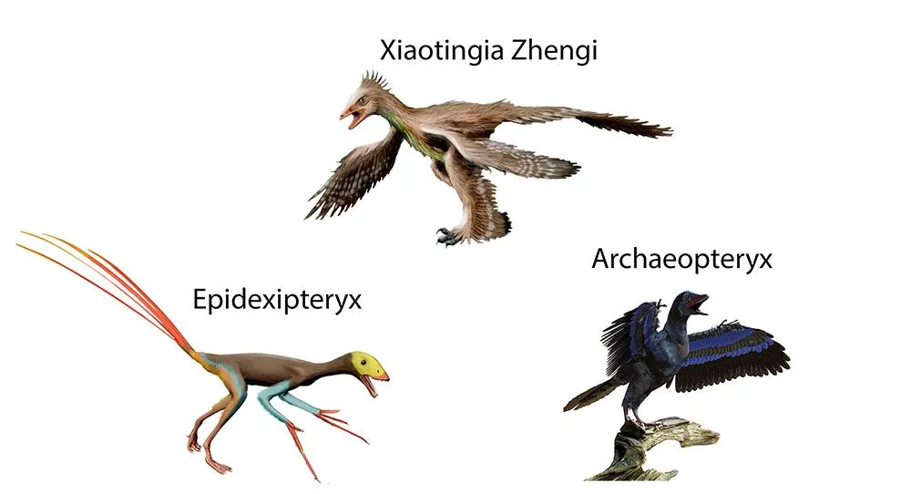 The earliest ancestors of present-day birds: in order of discovery – the Archaeopteryx, Xiaotingia zhengi, and the Epidexipteryx (clockwise).