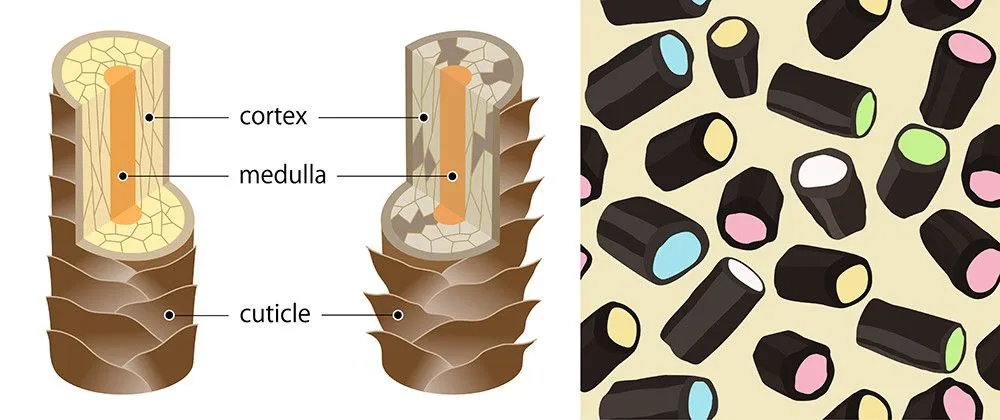 Microscopically, a single hair strand has the medulla, cortex, and cuticle, from inside to outside. Compared to a licorice stick, the white part would be the medulla, while the dark part is the cortex. (Credits: yomogi1 and Garashchuk/Shutterstock)