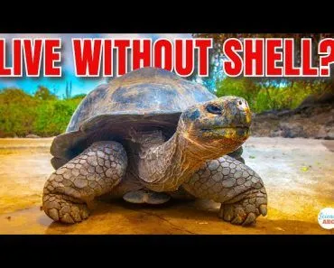 Can A Turtle Live WITHOUT Its Shell?