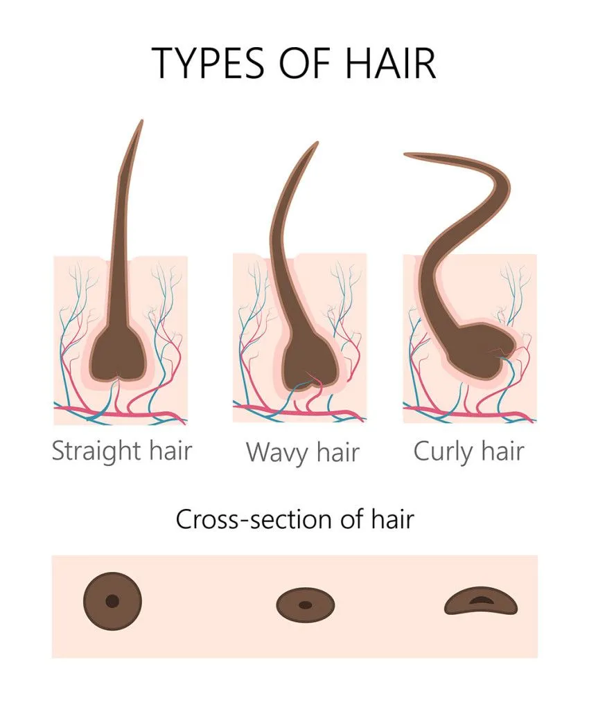The shape of the hair follicle determines the shape of the shaft and the final hair type (Credits: ClwebART/Shutterstock)