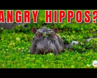 Why Are Hippos So Aggressive?