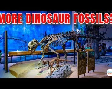 Why Are Dinosaur Fossils MORE Abundant Than Human Remains?