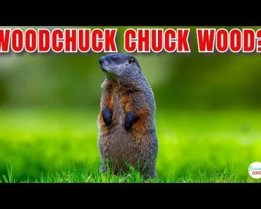 How Much Wood Would A Woodchuck Chuck If A Woodchuck Could Chuck Wood?