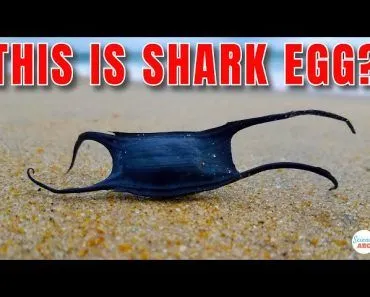 Eccentric Shark Eggs: Why Do They Look So Weird?