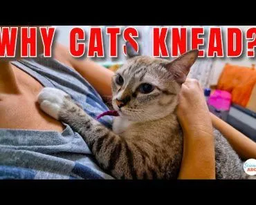 Cats Kneading Behavior: Why Do Cats Lift Their Paws Up and Down?