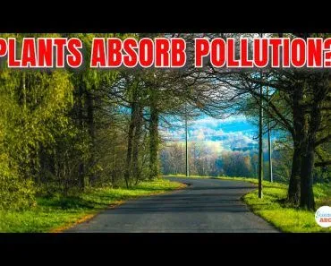 Do Plants Next To Roads ABSORB Pollution And Become HARMFUL?