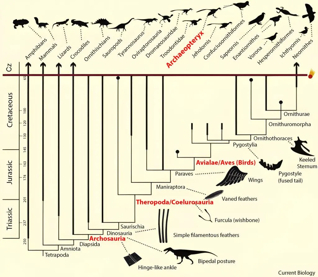 From the first terrestrial reptiles, animals have evolved slowly into modern-day birds. The bottom left represents the oldest reptiles, while the top right represents modern birds. Notice how the development of features such as bipedal postures and wings has given rise to a newer class of animals. Such features have accumulated to produce aspects we associate with birds. Spot the highlighted groups Archosauria (“proper” reptiles), Theropoda (the ancestors of birds), and Avialae (current birds). The Archaeopteryx is marked for easy locationn; it lies between Theropoda and Avialae, clearly indicating it as a connecting link between the two groups.  (Credits: https://www.cell.com/cms/attachment/daa5e3a1-2902-44f7-a541-e6c4e4c083bc/gr1.jpg)