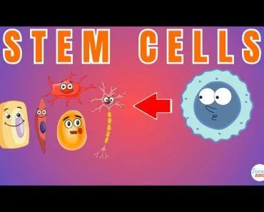 Stem Cells: Explained in Simple Words!
