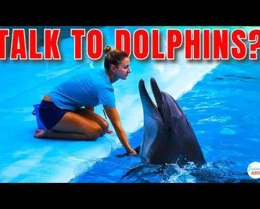 Can We 'Communicate' With Dolphins?