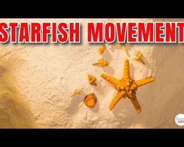How Do Starfish Move?