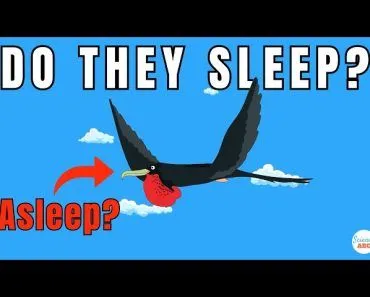 How Do Birds Sleep During Migration?