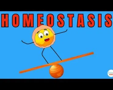 Homeostasis Explained in Simple Words