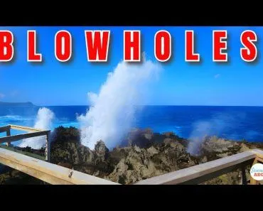 What Are BLOWHOLES And How DANGEROUS Are They?